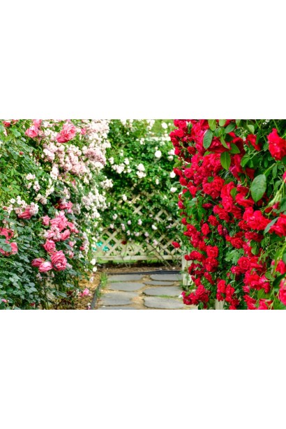 Роза вьющаяся Твист - использование в ландшафтном дизайне